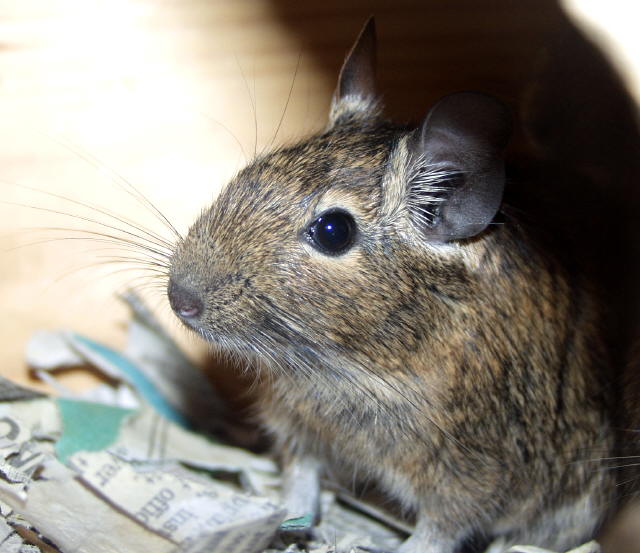 Degu.JPG