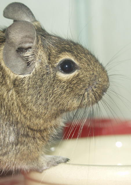 Degu2.JPG