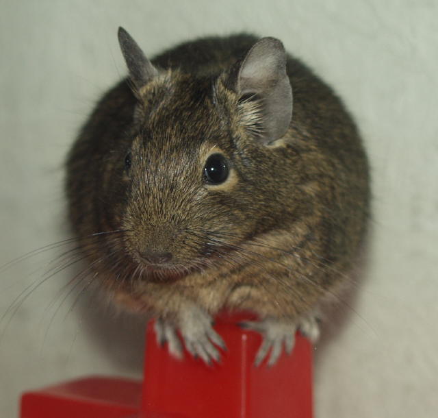 degu3.JPG