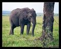 Alone (DSWF)