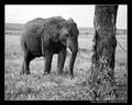 Alone (DSWF)