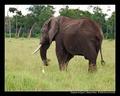 Elephant & Egret I (DSWF)