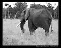 Elephant & Egret I (DSWF)