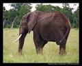 Elephant & Egret II (DSWF)
