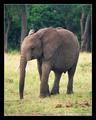 Little One (DSWF)