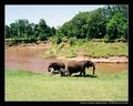 Grass is Greener (DSWF)