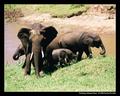 Feeding (DSWF)