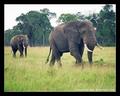 Follow (DSWF)