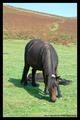 Pony & Foal
