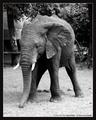 I'll Pose For You (DSWF)