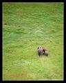 Perspective (DSWF)