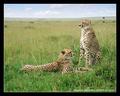 Comrades (DSWF)