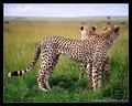 Alert (DSWF)