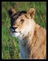Morning Thoughts (DSWF)