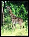 Giraffe  & Oxpeckers (DSWF)