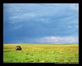 Across the Masaai Mara (DSWF)