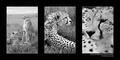Cheetah Brothers I (DSWF)