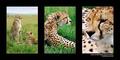 Cheetah Brothers I (DSWF)