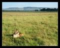 Morning Sun (DSWF)