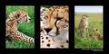 Cheetah Brothers II (DSWF)