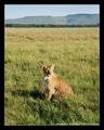 Morning Gaze (DSWF)