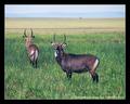 Defassa Waterbuck (DSWF)