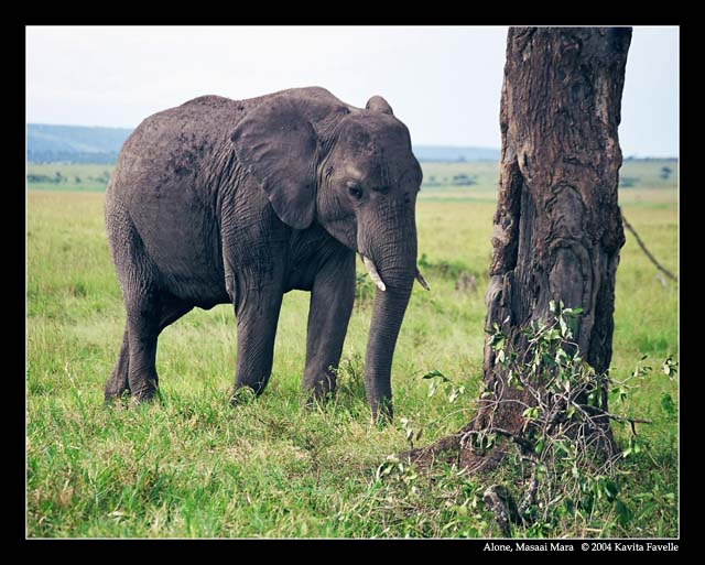 Alone (DSWF)