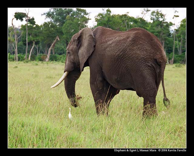 Elephant & Egret I (DSWF)