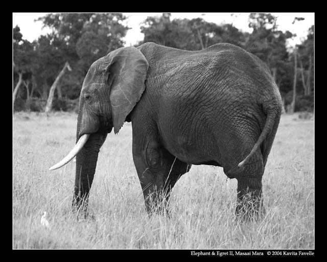 Elephant & Egret II (DSWF)
