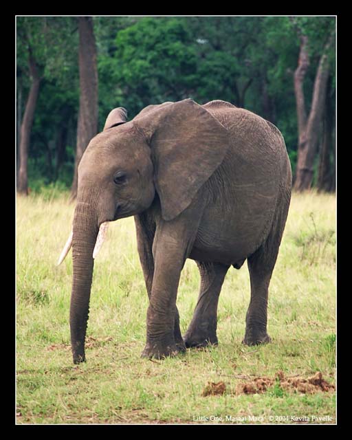 Little One (DSWF)