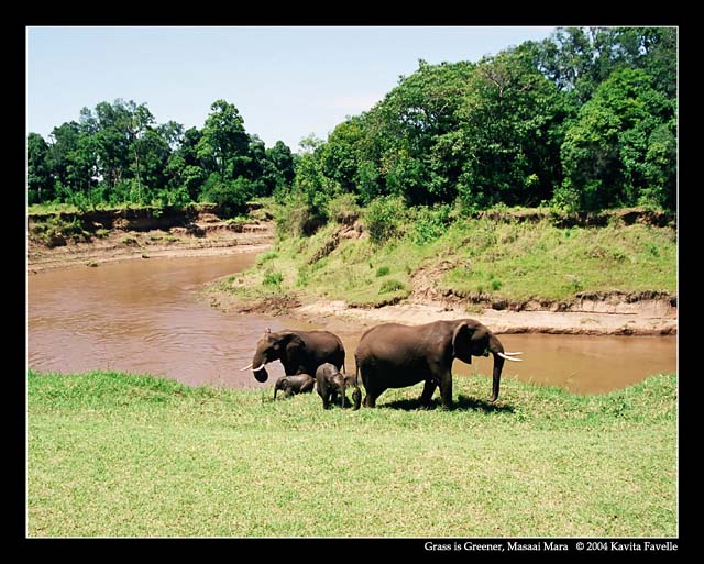 Grass is Greener (DSWF)