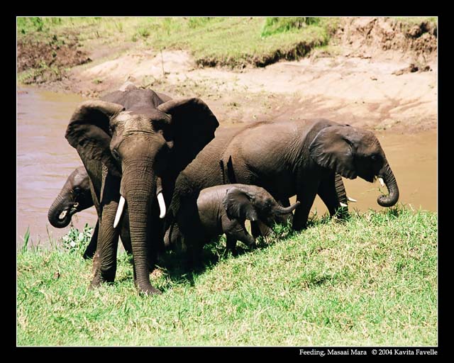 Feeding (DSWF)