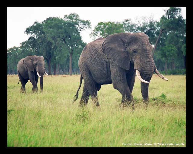 Follow (DSWF)