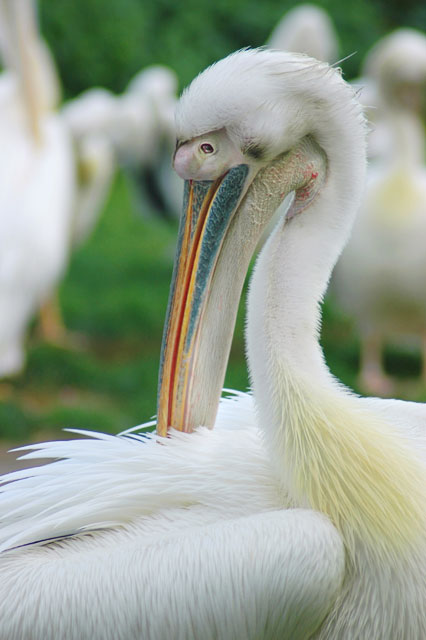 wildlife outtake