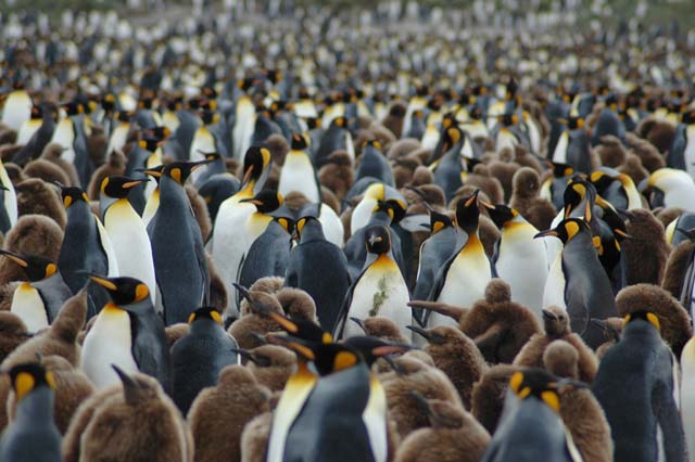 To keep you quiet ;o)