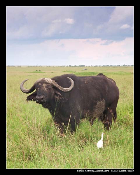 Buffalo Roaming (DSWF)
