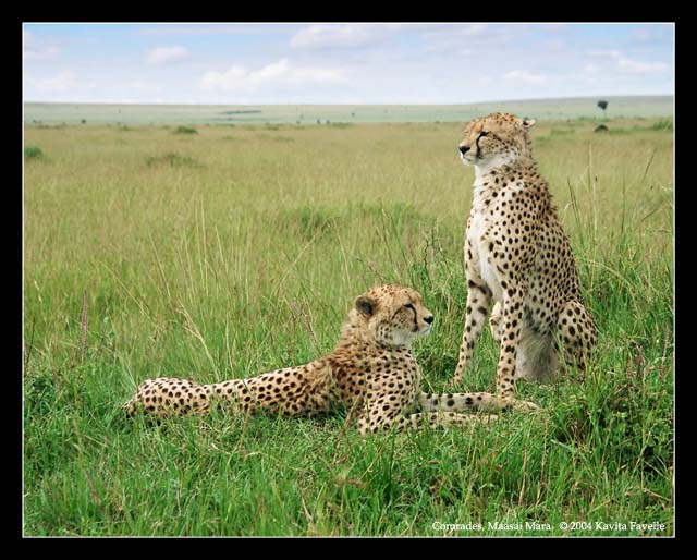 Comrades (DSWF)