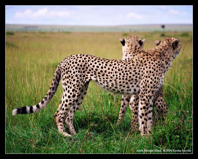 Alert (DSWF)