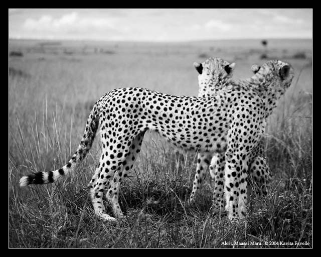 Alert (DSWF)