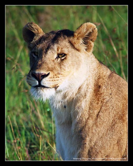 Morning Thoughts (DSWF)