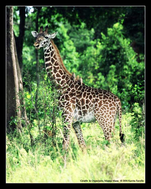 Giraffe  & Oxpeckers (DSWF)