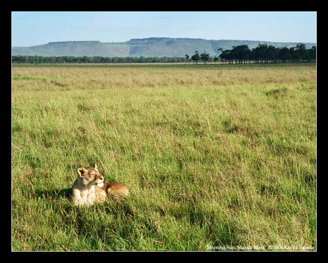 Morning Sun (DSWF)