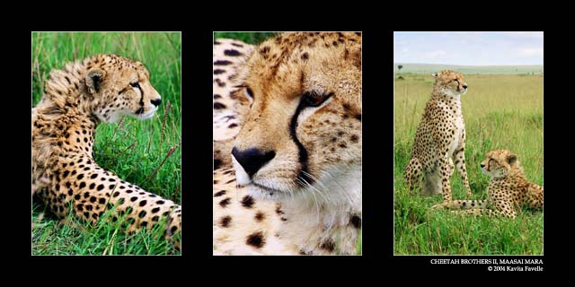 Cheetah Brothers II (DSWF)