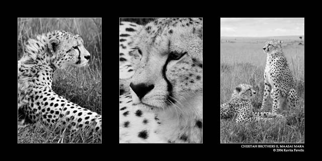 Cheetah Brothers II (DSWF)