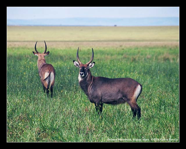 Defassa Waterbuck (DSWF)