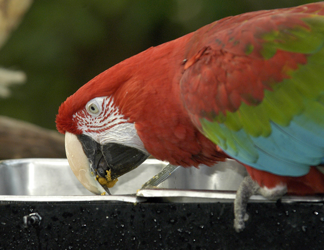 somekindofbird.jpg
