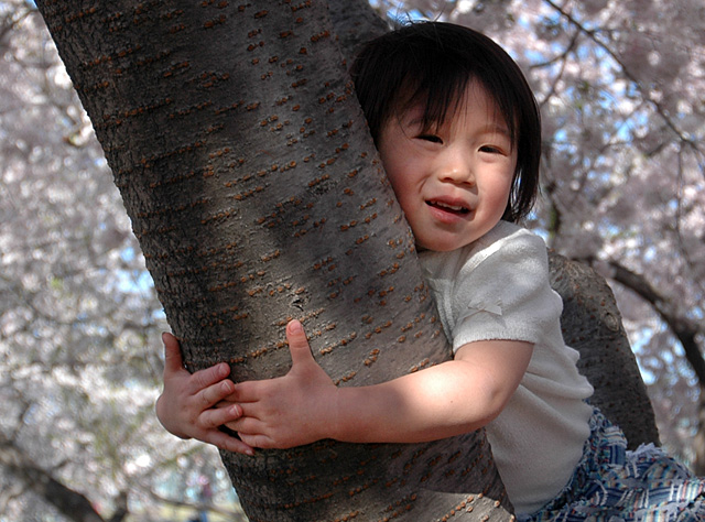 Girl Stuck in Tree