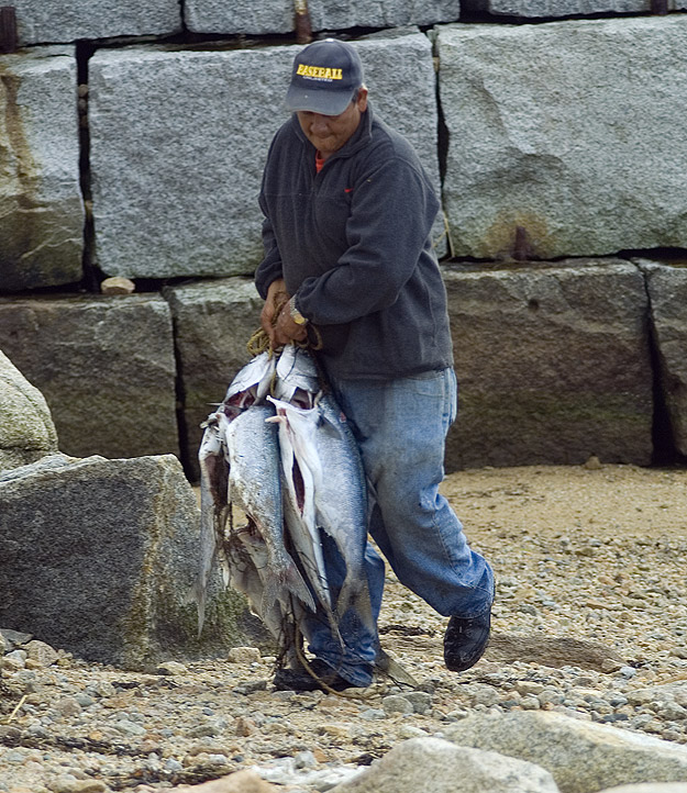 Big Honking Fish in Massachusetts