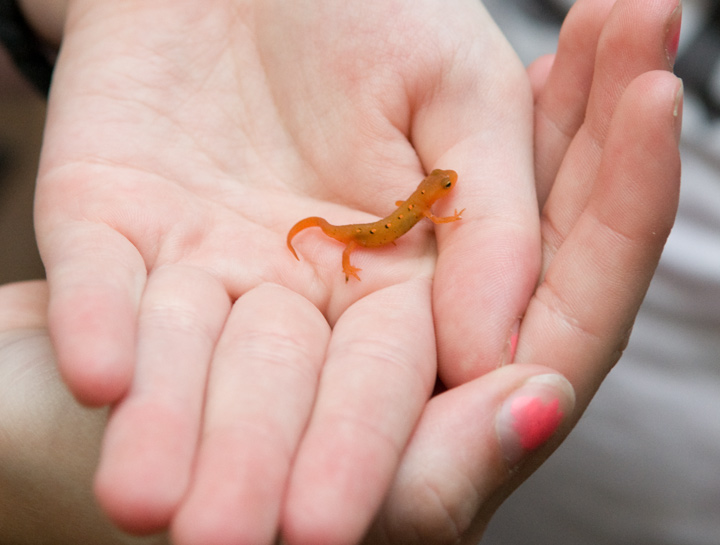 The Return of the Lizard