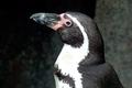 penguin.jpg